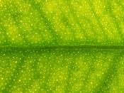 This image shows close detail of the citrus leaf. It includes veins, pores, and surface of the leaf.