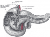 The pancreatic duct.