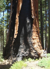 Franklin tree, Giant Forest Grove, Sequoia National Park