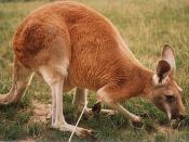The Red Kangaroo is the largest macropod and is one of Australia's heraldic animals, Egerton, p. 44. appearing with the Emu on the Coat of Arms of Australia.