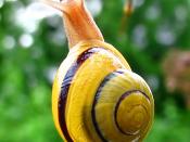 English: The white-lipped snail (Cepaea hortensis).