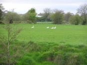 English: Wild geese, Rossmacaffry Looking NNW