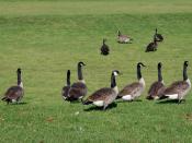 Wild geese in Henry Vilas Park in Madison, WI