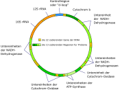 Aufbau der menschlichen mitochondrialen DNA (Eng: Structure of human mtDNA; untereinheit = subunit)