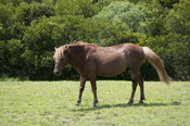 English: One of the wild (feral) horses (Equus caballus) of Assateague Island, Maryland, USA, in its native setting