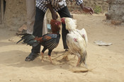 A cockfight in India, with handler.