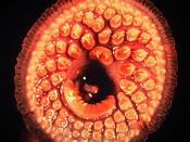 The mouth of a Sea Lamprey, showing teeth and tongue. Original location: http://www.glerl.noaa.gov/pubs/photogallery/albums/Fish/pages/1204.htm Source: english wikipedia, firstly downloaded by Pcb21
