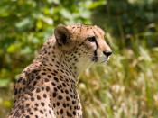 Cheetah Deutsch: Gepard Suomi: Gepardi