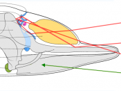 Echolocation system of a toothed whale