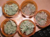 English: Four different strains to help ease pain, insomnia, and lack of hunger due to chemo therapy.