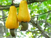 Twin cashews - cashew oil is extracted from the outer shell of the nuts, shown at the end of the yellow drupes in this photo