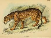 Jaguar / Felis onca