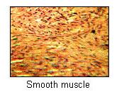 Types of muscle (shown at different magnifications)