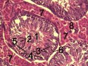English: Histological section through testicular parenchyma of a boar. 1 Lumen of Tubulus seminiferus contortus, 2 spermatids, 3 spermatocytes, 4 spermatogonia, 5 Sertoli cell, 6 Myofibroblasts, 7 Leydig cells, 8 capillaries Polski: Przekrój przez miąższ 