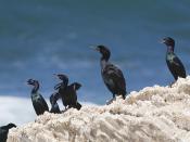 Pelagic and Brandt's Cormorants at Montaña de Oro brandts-cormorant-MdO_9