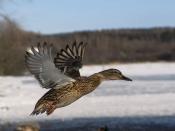 Birds are the most successful group of flying vertebrate.