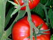 State fruit - Tomato