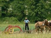 English: Amish raking hay in southeast Ohio.