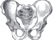 English: Male pelvis Deutsch: Ansicht des menschlichen Beckens von vorne. Deutlich wird die aus drei Teilen bestehende Funktionseinheit.