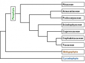 Phylogeny of the Pinophyta based on cladistic analysis of molecular data. Derived from papers by A. Farjon and C. J. Quinn & R. A. Price in the Proceedings of the Fourth International Conifer Conference, Acta Horticulturae 615 (2003)