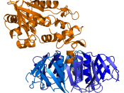 Ribbon diagram of (Stx) from Shigella dysenteriae. A-subunit shown in orange, B-subunits (forming B-pentamer) shown in shades of blue. Created using (http://www.pymol.org) and . Optimized using .