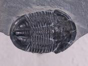 Trilobites flourished throughout the lower Paleozoic era until becoming extinct in the Permian period