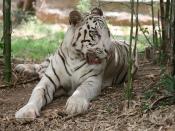 English: A Bengali white tiger in Bannerghatta National Park, Bangalore