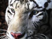 English: Bengali white tiger Español: Tigre blanco