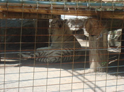 White Siberian Tiger at Safari Niagara, Stevensville, Fort Erie, Ontario, Canada. White tigers are caused by a recessive gene.