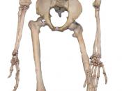 An articulated human skeleton, as used in biology education