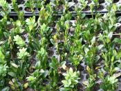 English: Softwood stemcuttings of Buxus sempervirens Polski: Sadzonki bukszpanu wiecznozielonego