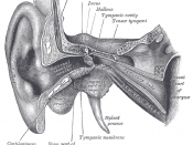 coronal section of right ear, showing auditory tube and levator veli palatini muscle