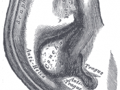 The pinna (external human ear)