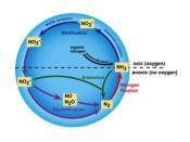 Stikstof kringloog-Nitrogen cycle