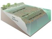 The three major zones of a coral reef: the fore reef, reef crest, and the back reef