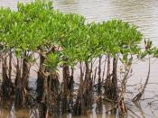 A cluster of mangroves on the banks of Vellikeel river in Kannur District of Kerala, India