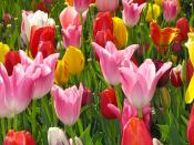 tulips in sacramento