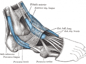 The mucous sheaths of the tendons around the ankle. Lateral aspect.