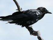 English: An Australian Raven ( Corvus coronoides ) perched on a branch in high winds against a clouded backdrop. This photograph was taken on the climb up to the headland at Merry beach on the south coast of New South Wales (NSW), Australia.