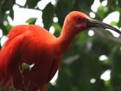 English: Scarlet Ibis Eudocimus ruber at Cincinnati Zoo