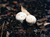 Mushrooms at Killen Pond