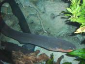 Electric eels are fish capable of generating an electrical field.