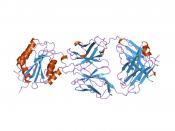 English: Cartoon representation of the molecular structure of protein registered with 1oak code. Deutsch: Grafik des Molekularstruktur von jenem Protein, das mit 1oak code registriert ist. Plattdüütsch: Grafik, de de Molekularstruktur von dat Protein wies