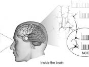 English: Neural Correlates Of Consciousness