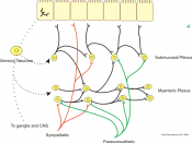 English: Illustration of neural control of gut wall by sympathetic, parasympathetic and Enteric Nervous system