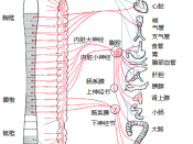 English: Sympathetic (red) and parasympathetic (blue) nervous system. 中文: 交感神经（红）及副交感神经（蓝）系统。