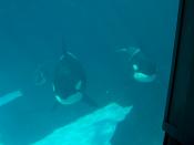 Three killer whales in a tank at Sea World in San Diego, California.