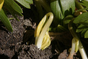 A germinated seedling (Eranthis hyemalis) emerges from the ground