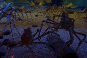 Giant spider crab (Macrocheira kaempferi) at the Kaiyukan Aquarium in Osaka, Japan.