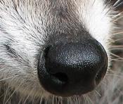 A raccoon's nose. Believe me, this is not my work. Fangusu (talk) 03:37, 29 August 2008 (UTC)